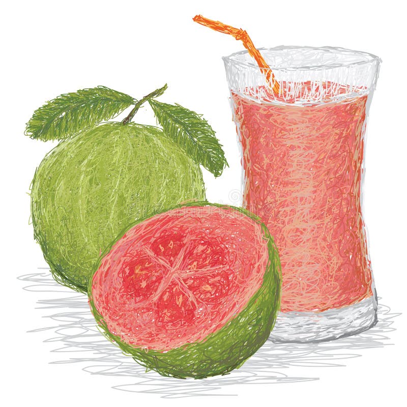 Closeup illustration of fresh guava fruit and a glass of guava juice in white background. Closeup illustration of fresh guava fruit and a glass of guava juice in white background.