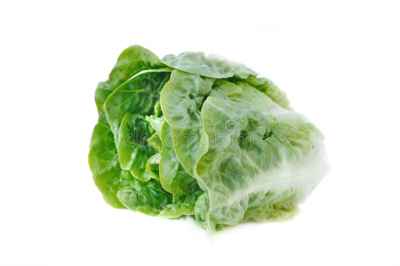 Sucrine lettuce, stock photo. Image of romaine, sucrine 36068496