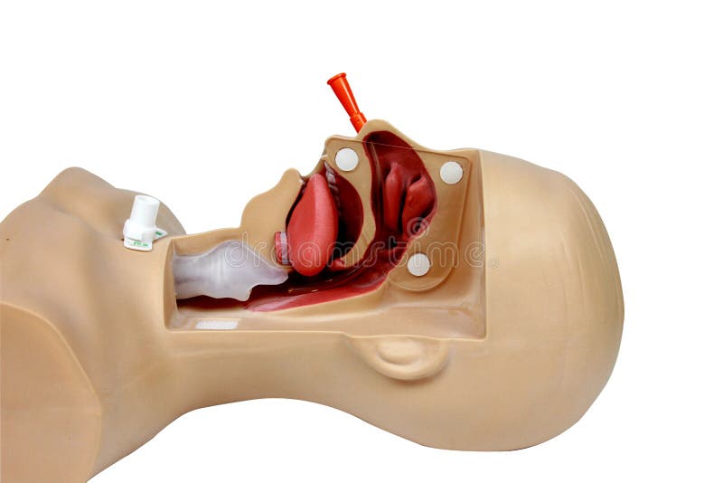 nose pump for adults