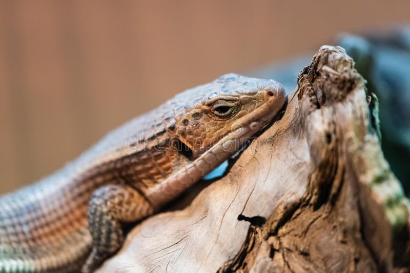 Reptiles and Amphibians in Sudan