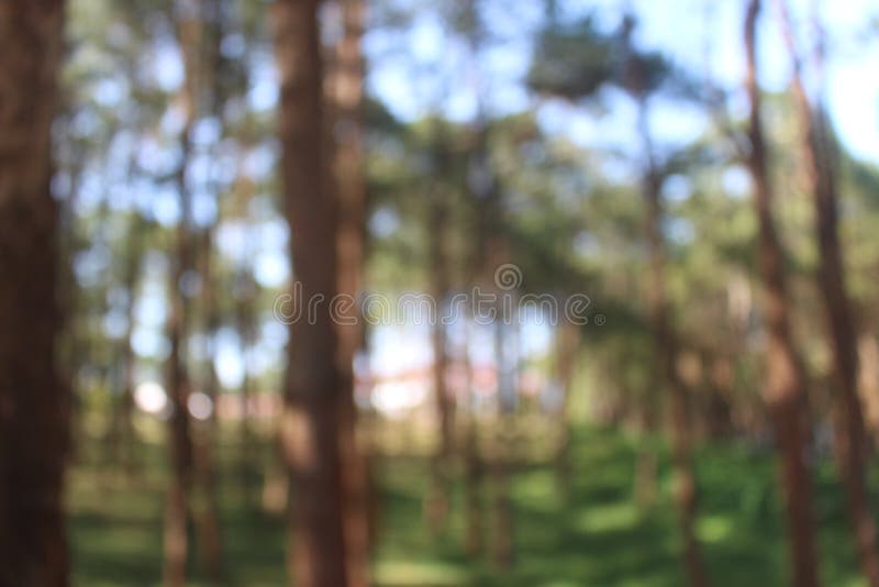 Suddig skog ut ur fokus med bokeh. Bakgrundssuddighetsskog ut ur fokus med bokeh