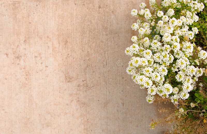 Suddigt bakgrundsgolv av den gröna växten bredvid stenlagd yttersida med vita blommor arkivfoto Suddigt bakgrundsgolv av den gröna växten bredvid stenlagd yttersida med vita blommor arkivfoto