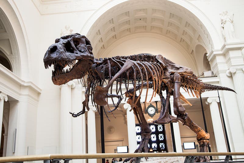 Sue the T-Rex at the Field Museum. Sue the T-Rex at the Field Museum