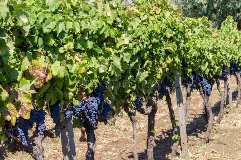 Download Suelo Siciliano Con Las Uvas Para La Cosecha De La Uva Foto de archivo - Imagen de pista, alcohol: 100525512