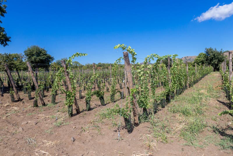 Download Suelo Siciliano Con Las Uvas Para La Cosecha De La Uva Imagen de archivo - Imagen de fruta, tierra: 100525987