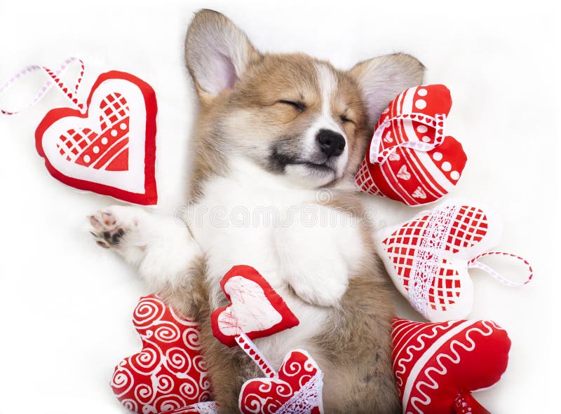 sueño del perro del corgi en brazos de cada uno foto de archivo sueño del perro del corgi en brazos de cada uno foto de archivo