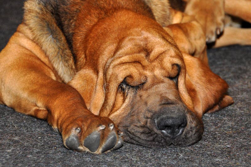 Sueño del perro del sabueso imagen de archivo libre de regalías Sueño del perro del sabueso imagen de archivo libre de regalías