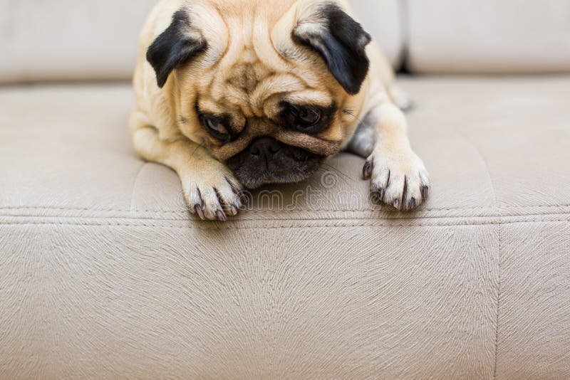 Sueño lindo del sofá del perro de perrito del barro amasado fotos de archivo libres de regalías Sueño lindo del sofá del perro de perrito del barro amasado fotos de archivo libres de regalías