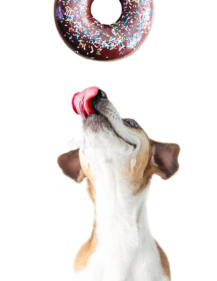 Dog want to eat a donut. White background. Pup looking up. Dog want to eat a donut. White background. Pup looking up