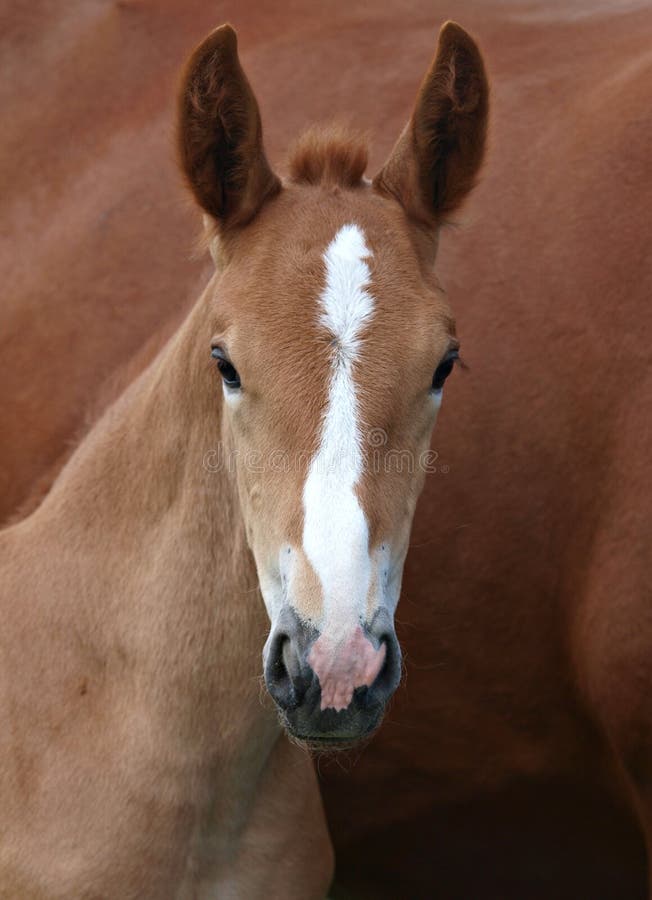 Suffolk Horse Foal stock image. Image of countryside 25244675