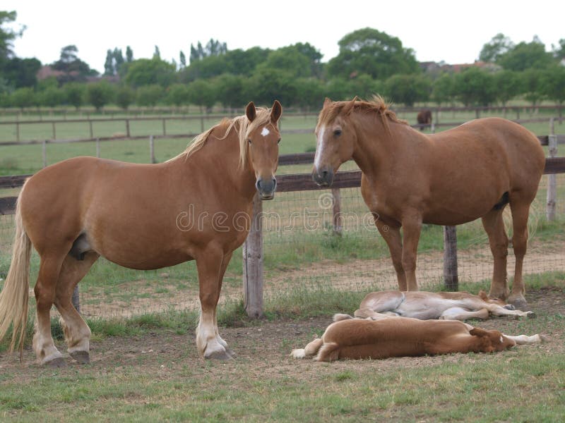 Suffolk Punch Mares and Foals