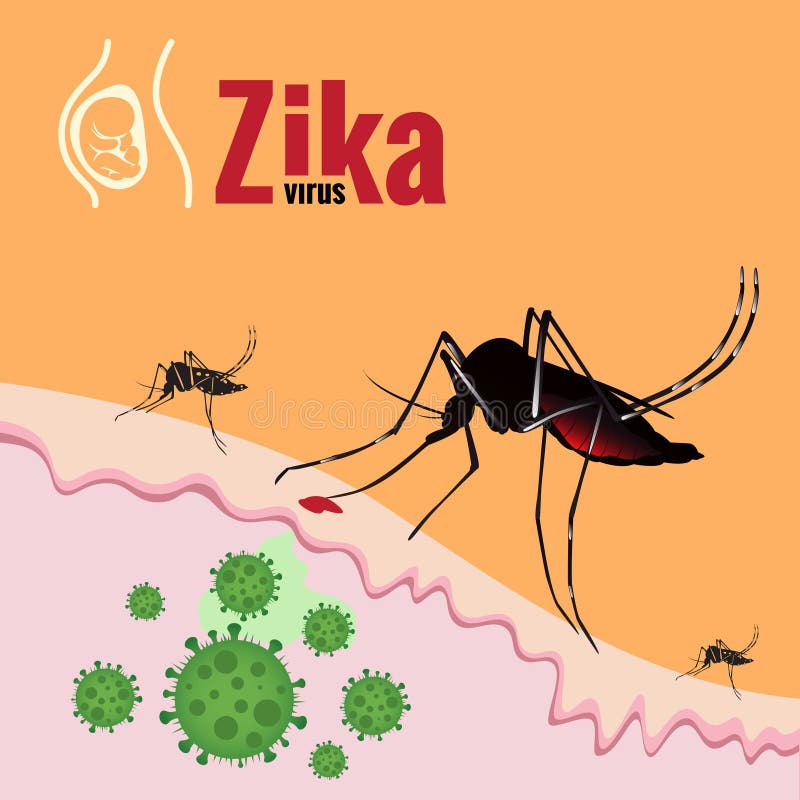 Sugande blod för för Zika virusutbrott och mygga på hud stock illustrationer Sugande blod för för Zika virusutbrott och mygga på hud stock illustrationer