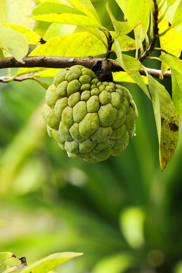 Sugar apple at garden stock photo. Image of exotic, healthy 133771058