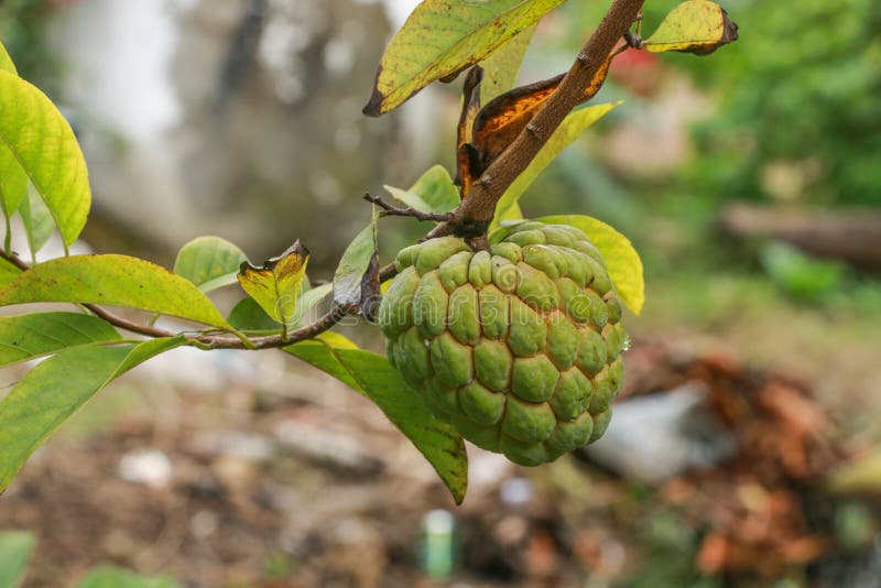 Sugar apple at garden stock photo. Image of growth, asian 133771314