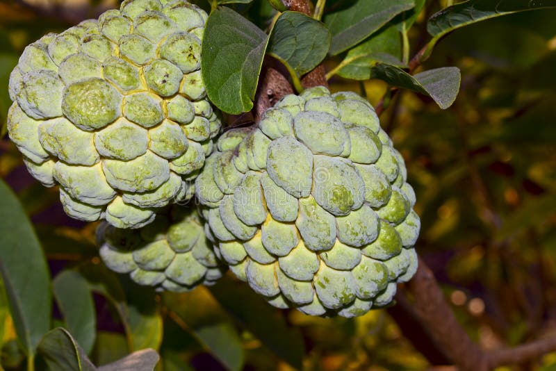 Sugar apple stock image. Image of custard, tree, nutritious 265572505