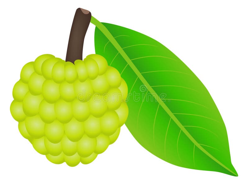 Sugar apple fruit with leaf on a white background. royalty free illustration