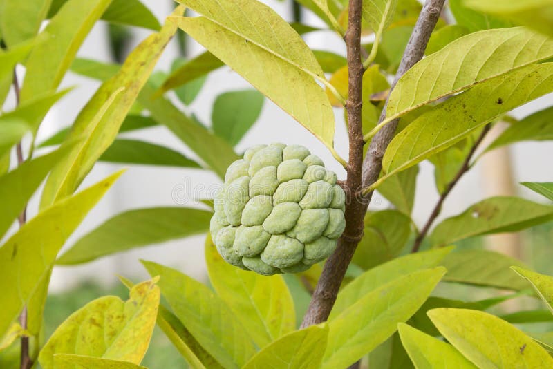 Sugar Apple Growing on a Tree. Stock Image Image of apple