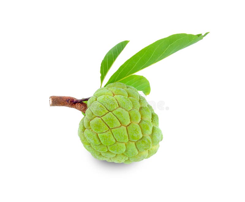 Sugar Apple with Leaves Isolated on White Background Stock Photo