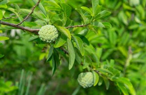Sugar Apple Scientific Name Annona Squamosa Linn Stock Image Image 