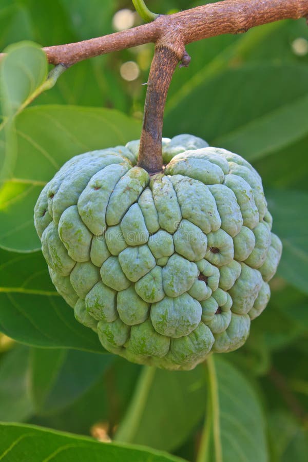 Sugar Apples Growing on a Tree Stock Image Image of organic, diet