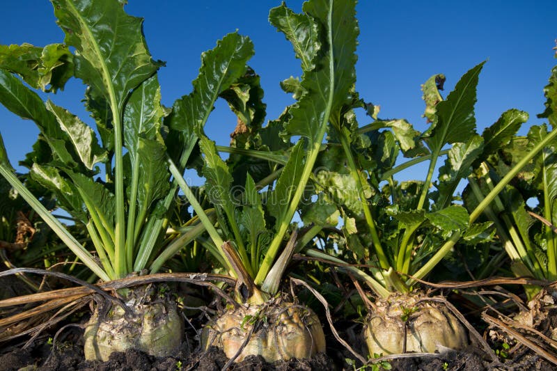 Sugar beet stock image. Image of ground, field, sucrose 162509465