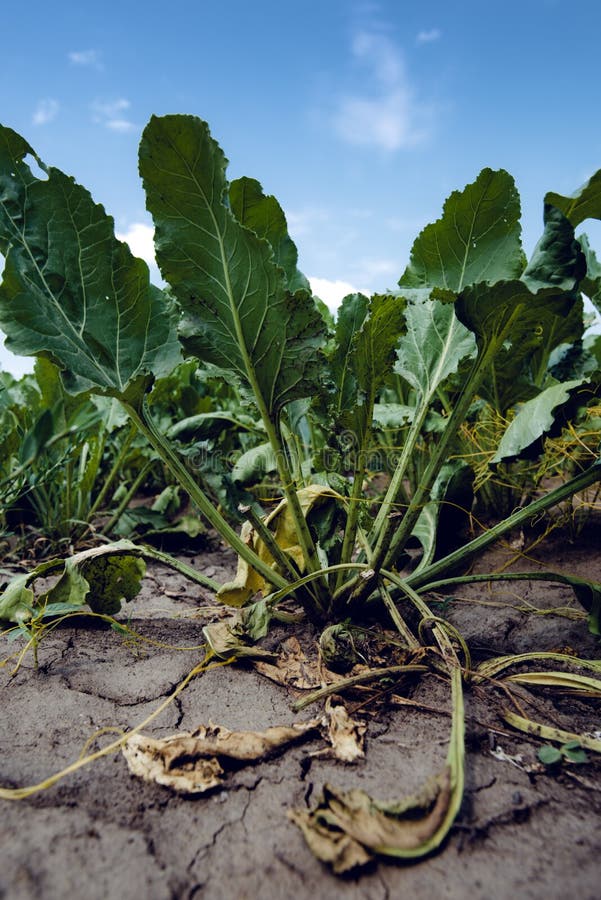 Sugar Beet in Cultivated Root Crop Field Stock Image Image of