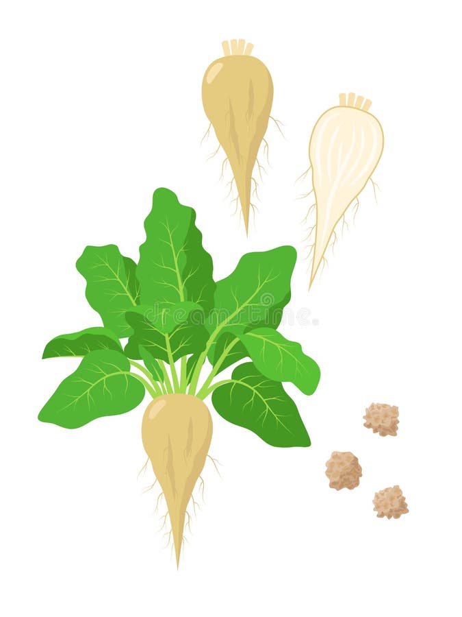 Sugar Beet With Green Foliage, Seeds And Sliced Sugar Beet Fruit Vector