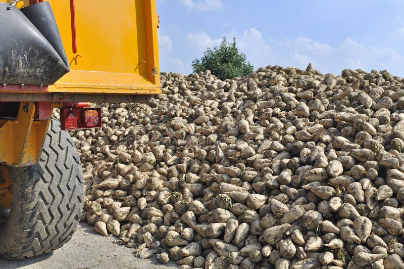 Sugar beet harvest stock photo. Image of suger, resource 21001350