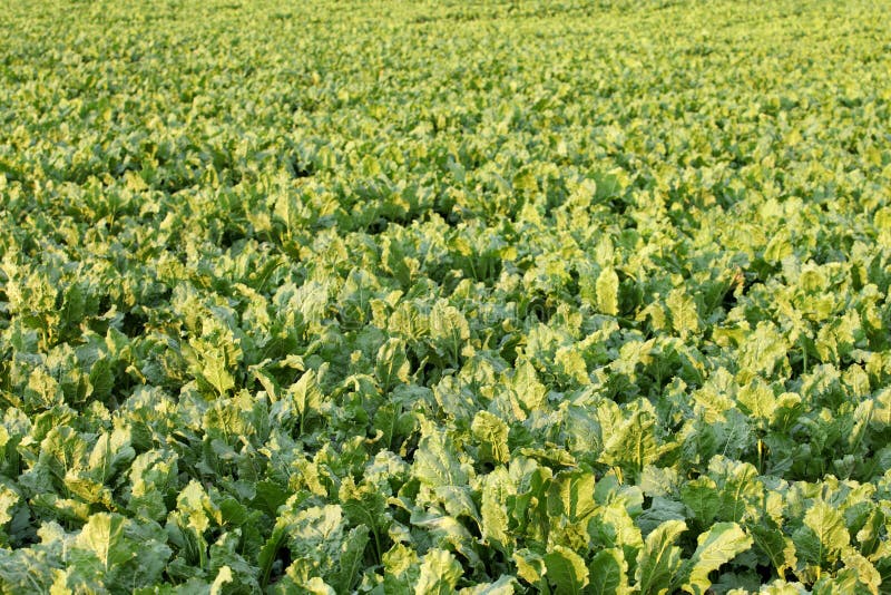 Sugar Beets Growing in the Fertile Farm Fields of Idaho. Stock Photo