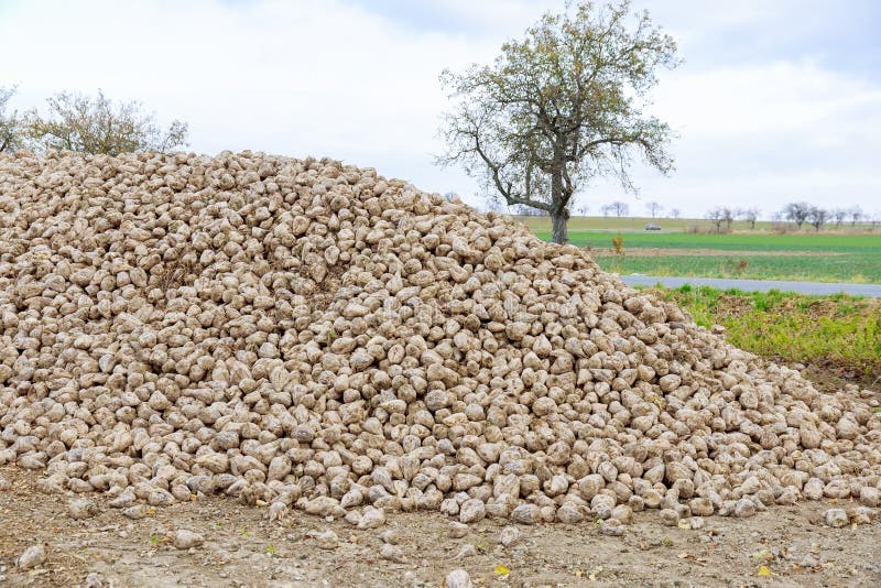 Sugar Beet Harvest. a Pile of Sugar Beets in the Field Stock Photo