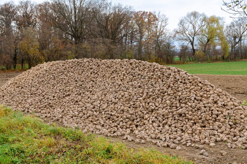 Sugar Beet Harvest. a Pile of Sugar Beets in the Field Stock Photo