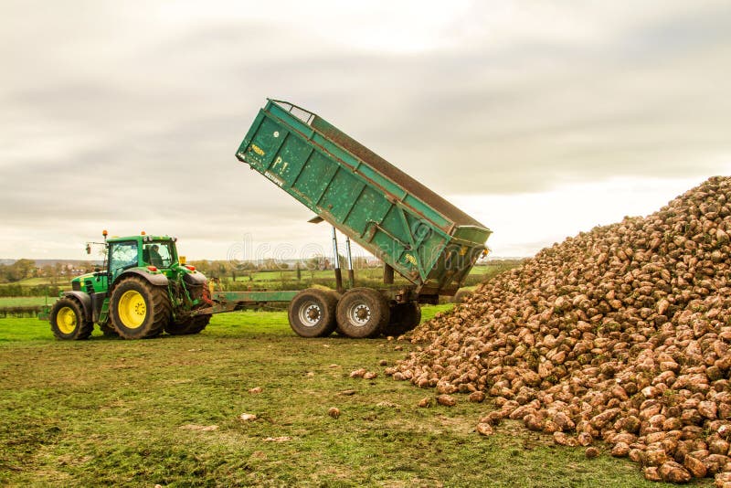 A Sugar Beet Harvest in Progress Tractor and Trailer Unload Sugar