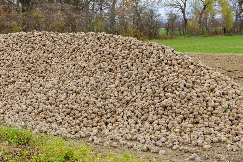 Sugar Beet, Raw Material for Sugar Production. a Pile of Sugar Beets in