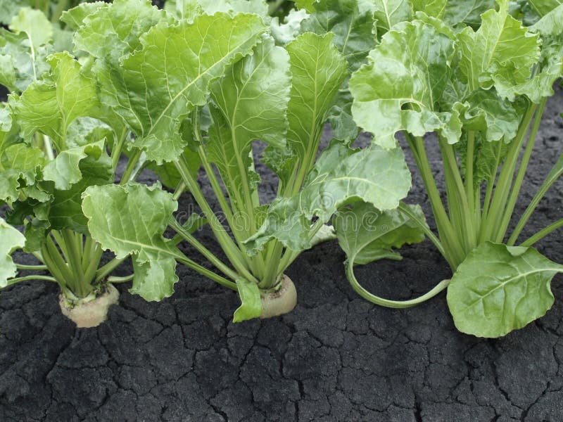 Sugar beets stock image. Image of brown, natural, vegetable 1443303