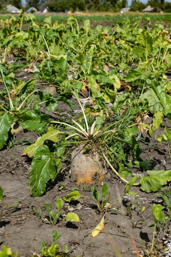 Sugar beets stock photo. Image of ground, food, farming 101937148