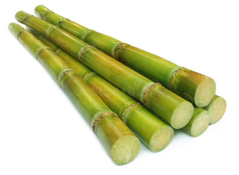 Sugar cane