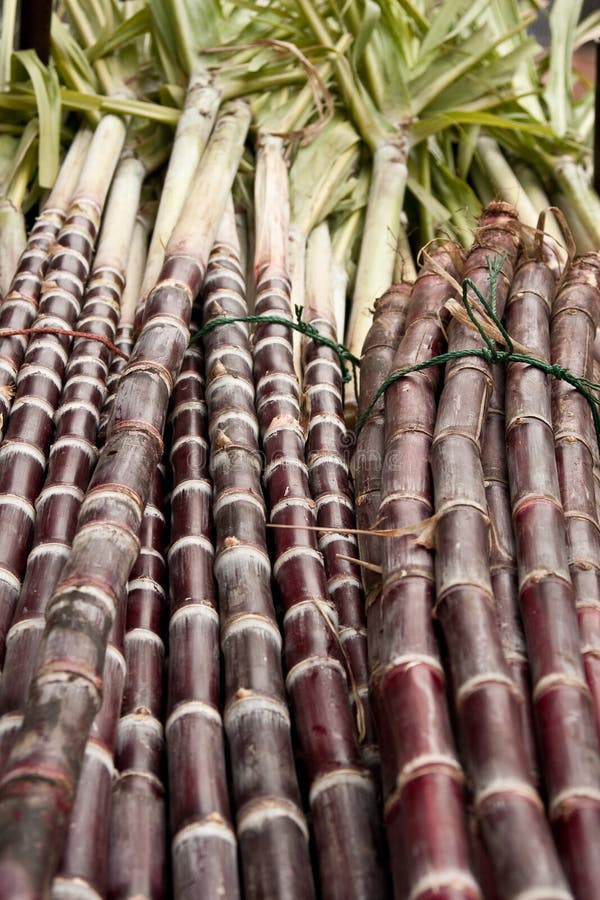 Black sugarcane plant row stock image. Image of leaf 22059855