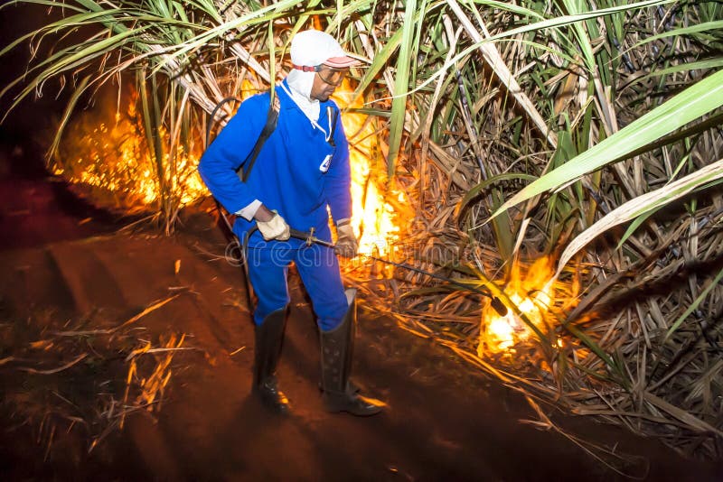 Sugar cane burned by farmer for pre-harvest