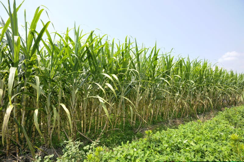 La canna da zucchero e arachidi piante in azienda agricola.