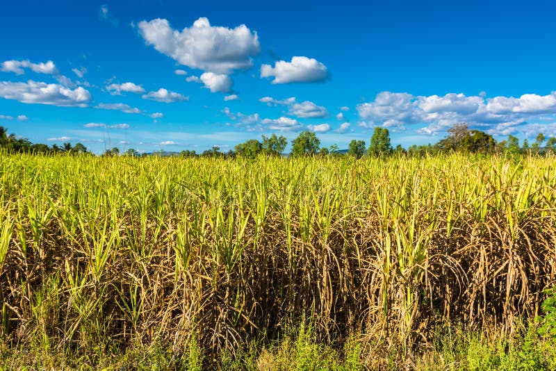 Sugar cane stock image. Image of grow, stem, farm, stalk 22324723