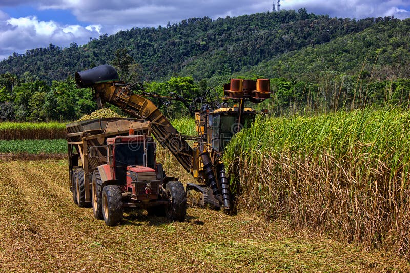 Sugar Cane Farming in Queensland, Australia Editorial Image - Image of