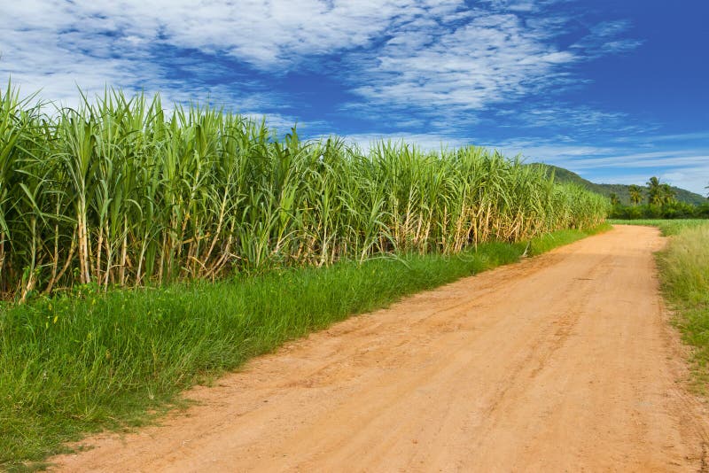 Sugar cane farmland stock photo. Image of harvest, tropical 22225596