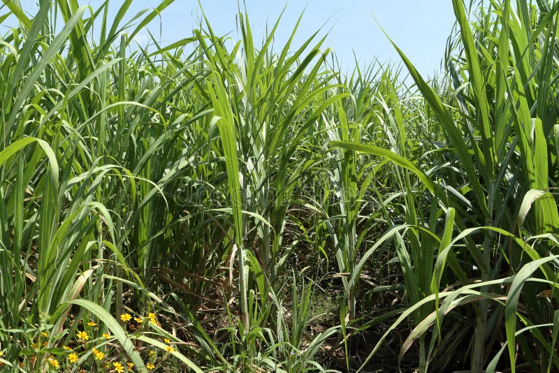 Sugar Cane Field in Ethiopia Stock Image Image of green, agriculture