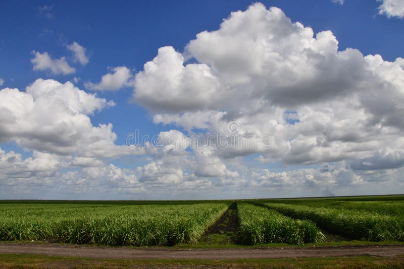 Sugar Cane Fields