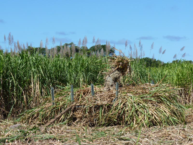 Sugar Cane Fields photographie stock Sugar Cane Fields photographie stock