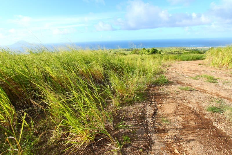 Sugar Cane Fields of St Kitts Stock Photo Image of field, christopher