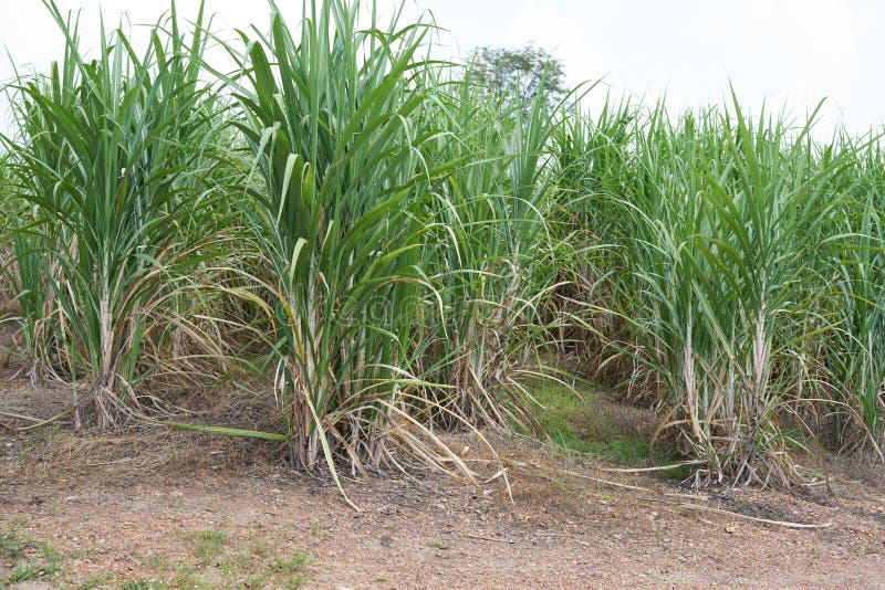 5,224 Growing Cane Stock Photos Free & RoyaltyFree Stock Photos from