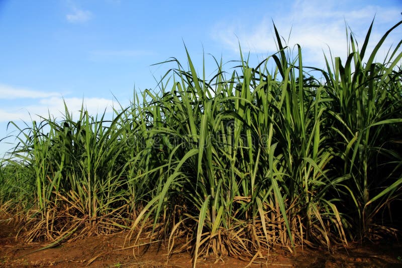 Sugar Cane