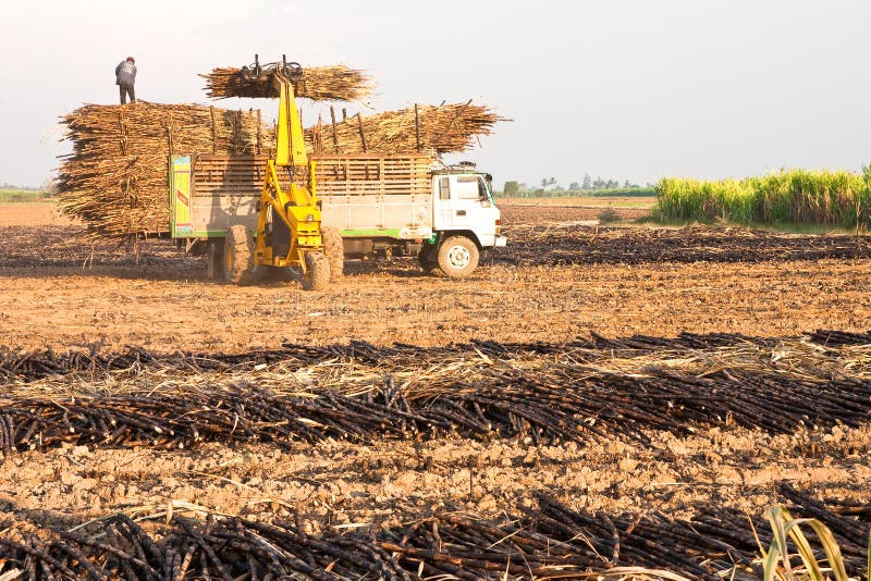 Sugar cane harvest. stock image. Image of cane, industry 8341875