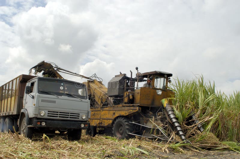Sugar cane harvest in CUBA stock image. Image of guevara 2157405